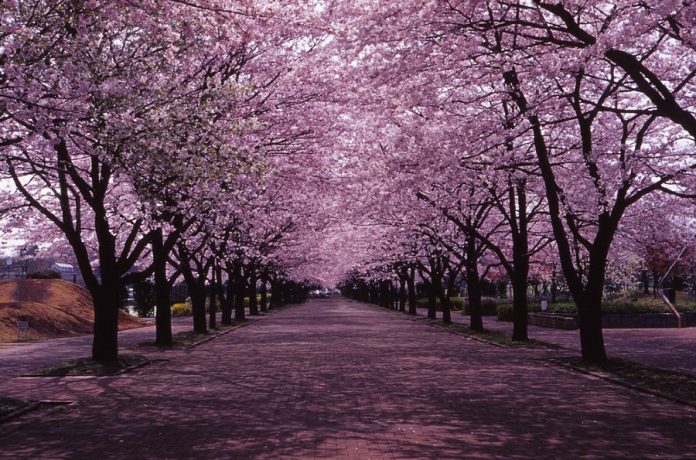 Philippines to Experience First Cherry Blossoms - ATBP